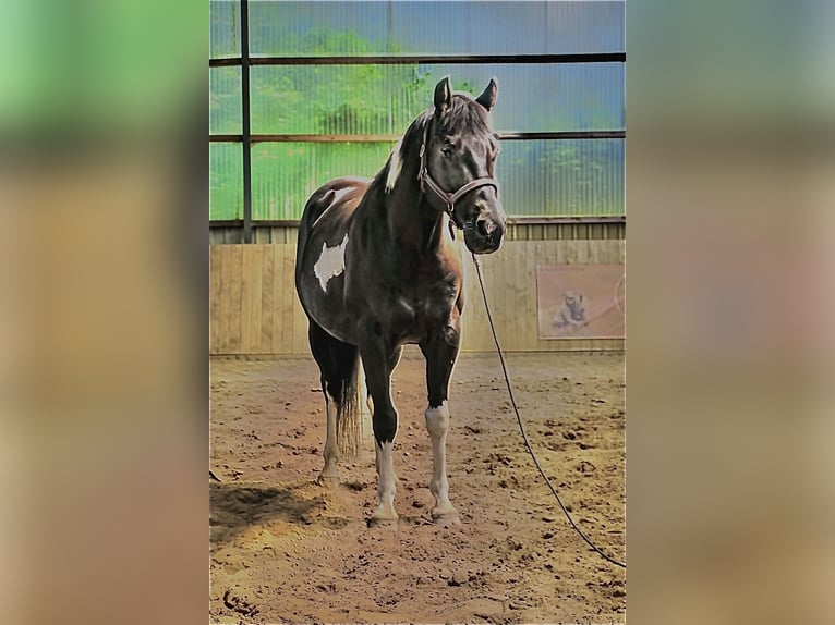 Paint-häst Valack 5 år 155 cm Tobiano-skäck-alla-färger in Asendorf