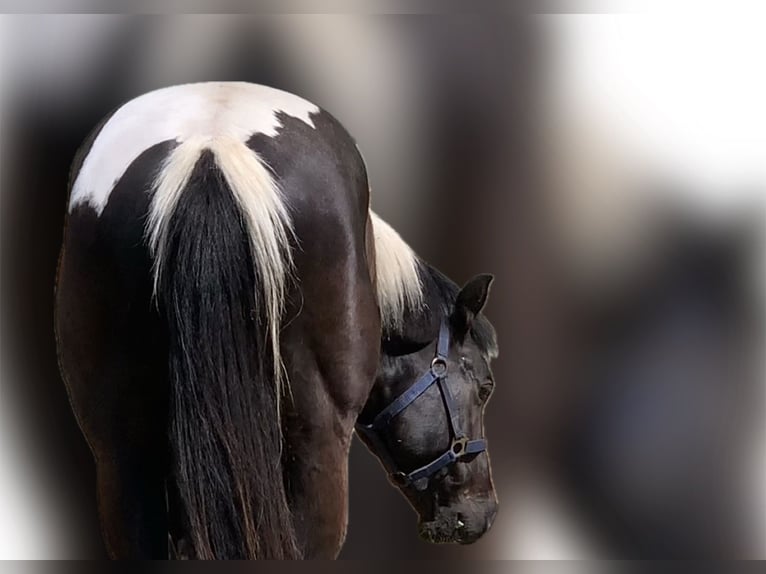 Paint-häst Valack 5 år 155 cm Tobiano-skäck-alla-färger in Asendorf