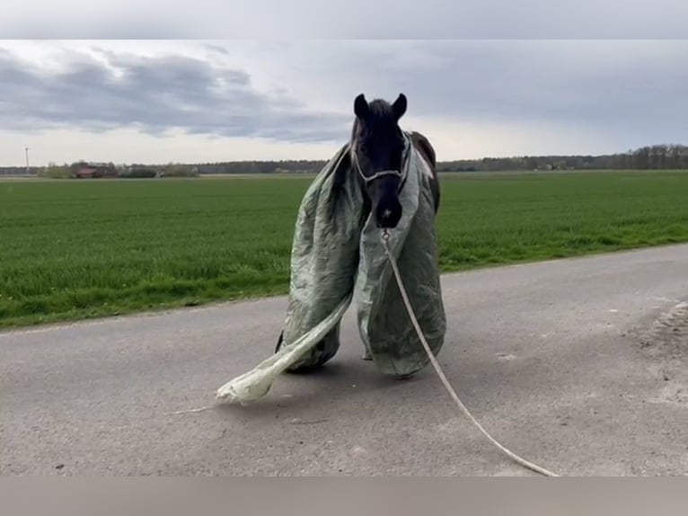 Paint-häst Valack 5 år 155 cm Tobiano-skäck-alla-färger in Asendorf