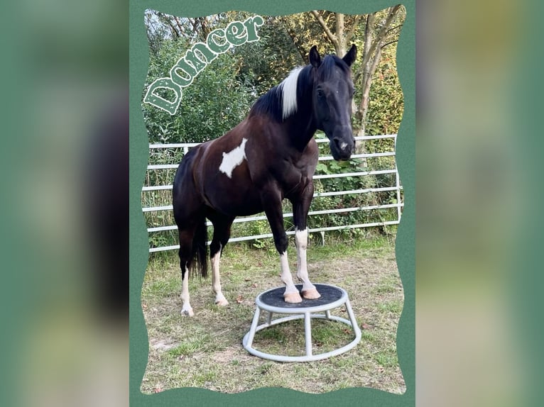 Paint-häst Valack 5 år 155 cm Tobiano-skäck-alla-färger in Asendorf