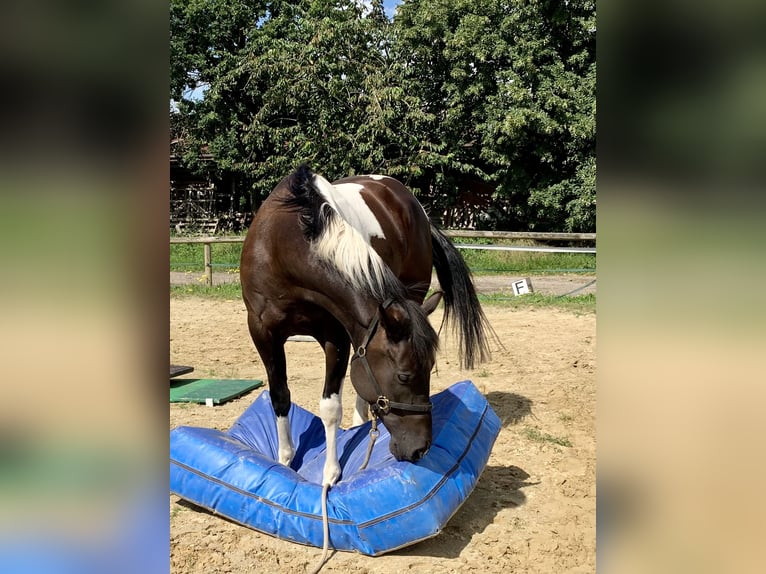 Paint-häst Valack 5 år 155 cm Tobiano-skäck-alla-färger in Asendorf