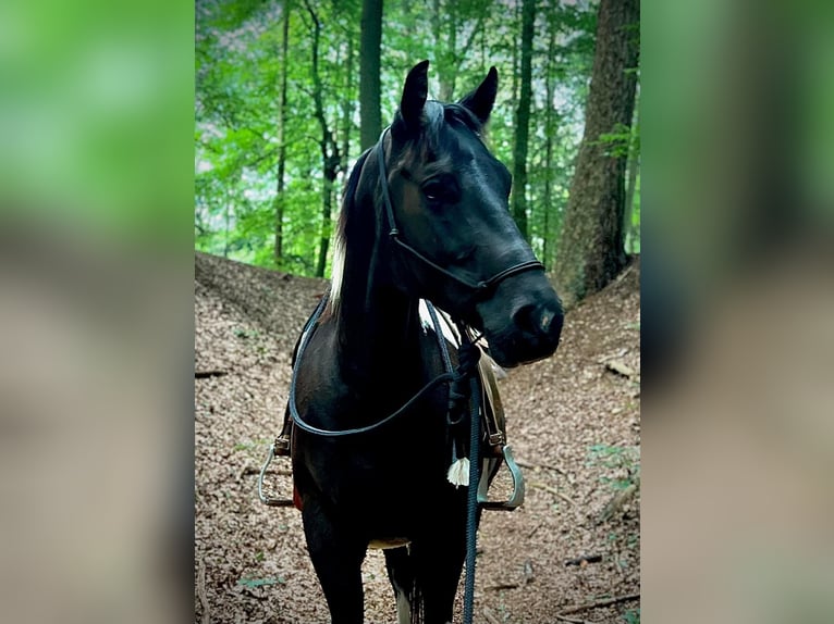 Paint-häst Valack 5 år 155 cm Tobiano-skäck-alla-färger in Asendorf