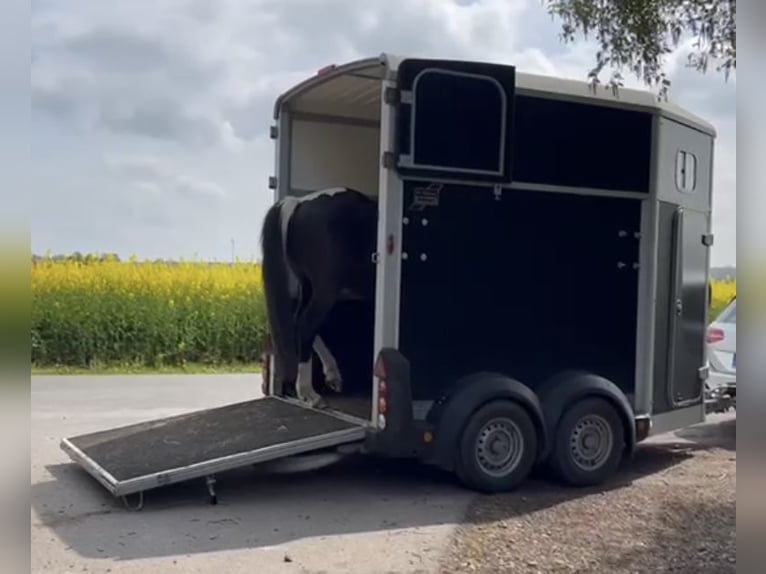 Paint-häst Valack 5 år 155 cm Tobiano-skäck-alla-färger in Asendorf