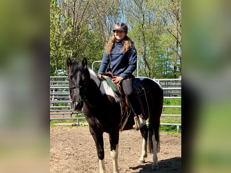 Paint-häst Valack 5 år 155 cm Tobiano-skäck-alla-färger in Asendorf