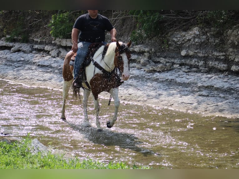 Paint-häst Valack 5 år 157 cm Tobiano-skäck-alla-färger in Eastland TX
