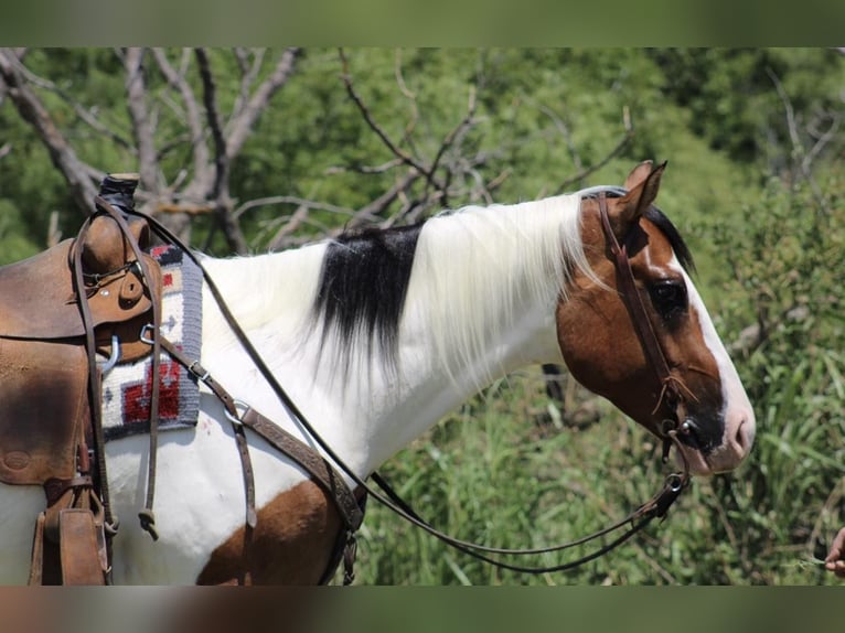 Paint-häst Valack 5 år 157 cm Tobiano-skäck-alla-färger in Eastland TX