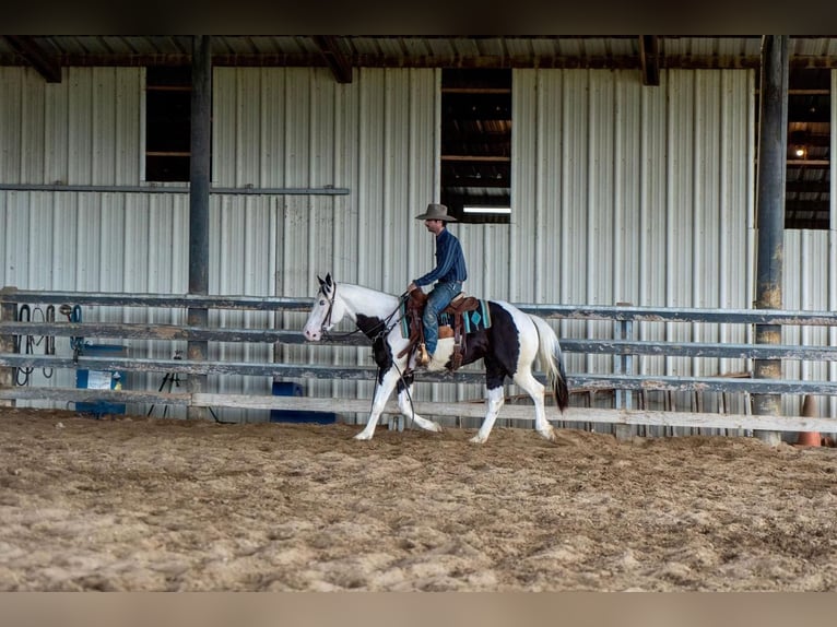 Paint-häst Valack 5 år in Waterford, CA