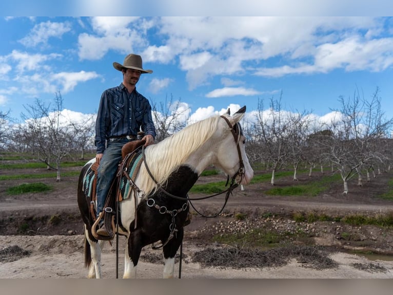 Paint-häst Valack 5 år in Waterford, CA