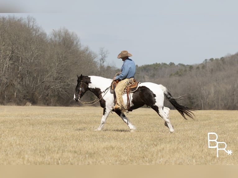 Paint-häst Valack 5 år Tobiano-skäck-alla-färger in Mountain Grove MO