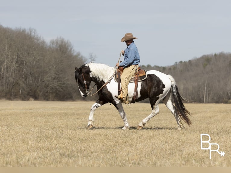 Paint-häst Valack 5 år Tobiano-skäck-alla-färger in Mountain Grove MO