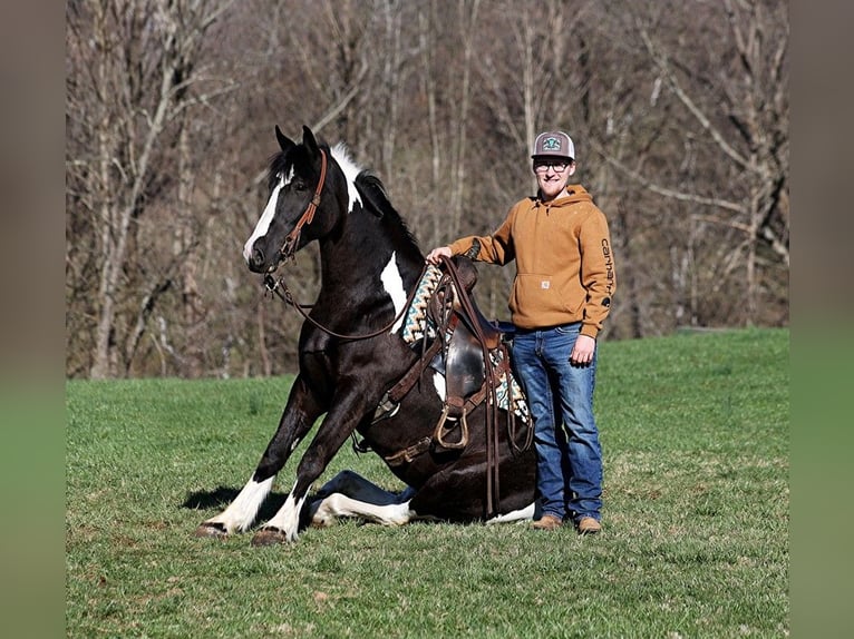 Paint-häst Valack 5 år Tobiano-skäck-alla-färger in Parkers Lake KY