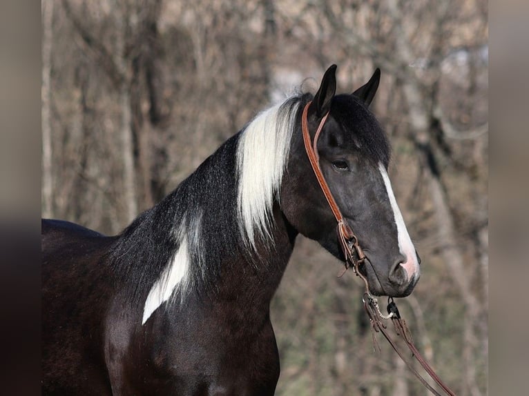 Paint-häst Valack 5 år Tobiano-skäck-alla-färger in Parkers Lake KY