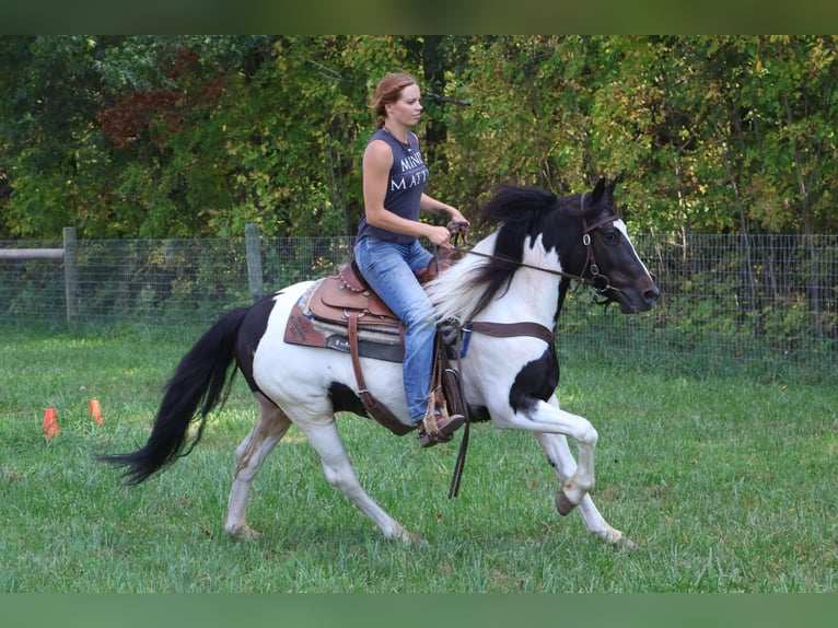 Paint-häst Valack 6 år 137 cm Tobiano-skäck-alla-färger in Howell MI