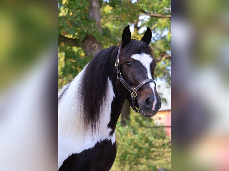 Paint-häst Valack 6 år 137 cm Tobiano-skäck-alla-färger in Howell MI