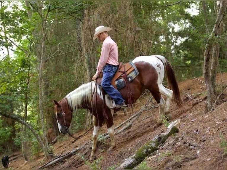 Paint-häst Valack 6 år 147 cm Fux in Huntsville, TX