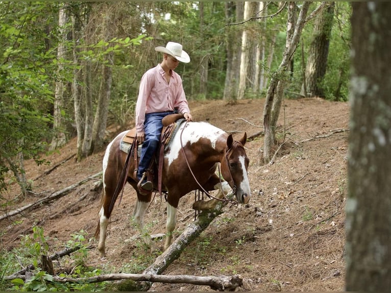 Paint-häst Valack 6 år 147 cm Fux in Huntsville, TX