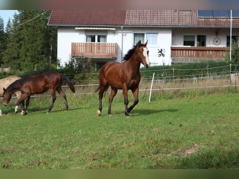 Paint-häst Valack 6 år 147 cm Overo-skäck-alla-färger in Eggenthal