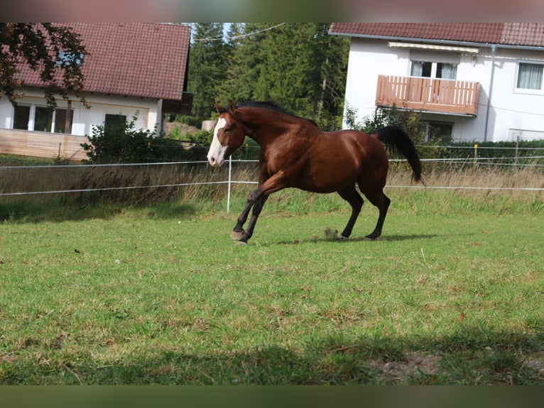 Paint-häst Valack 6 år 147 cm Overo-skäck-alla-färger in Eggenthal