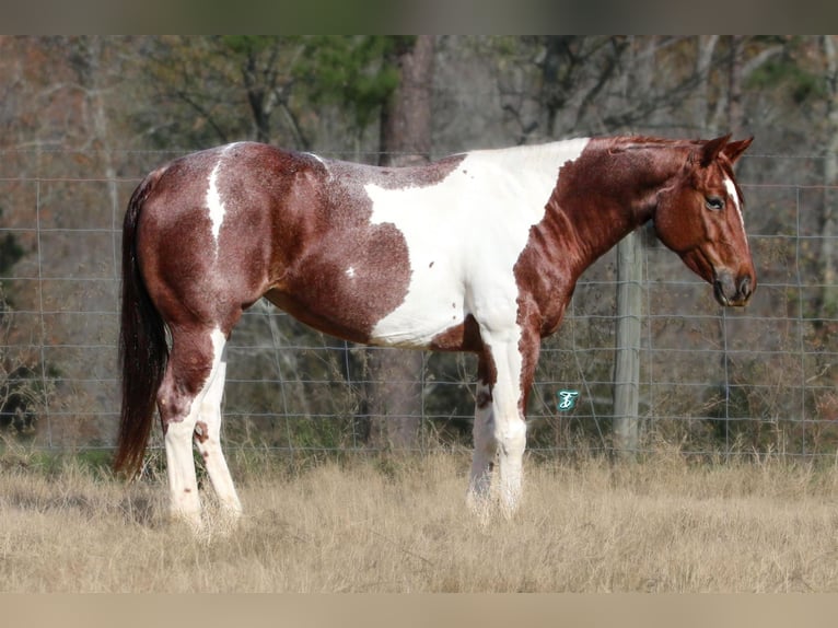 Paint-häst Valack 6 år 147 cm Pinto in Lufkin