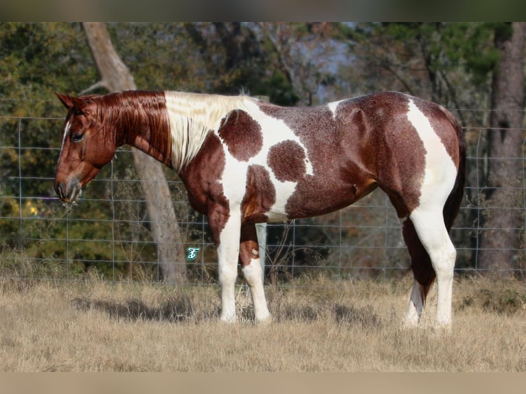 Paint-häst Valack 6 år 147 cm Pinto in Lufkin