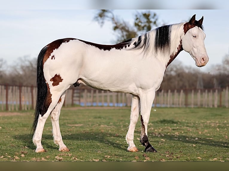 Paint-häst Valack 6 år 147 cm Pinto in Lipan