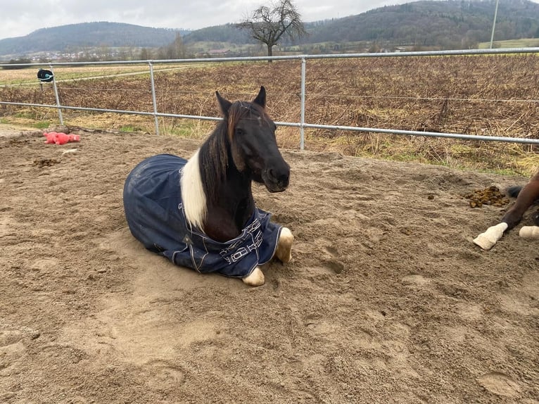 Paint-häst Valack 6 år 148 cm Pinto in Remetschwil