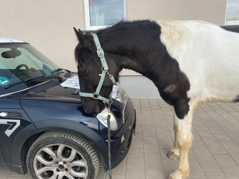 Paint-häst Valack 6 år 148 cm Pinto in Remetschwil