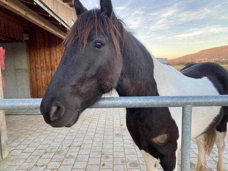 Paint-häst Valack 6 år 148 cm Pinto in Remetschwil