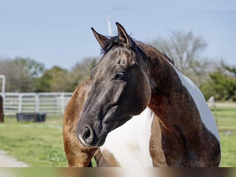 Paint-häst Valack 6 år 152 cm Black in Ravenna, TX