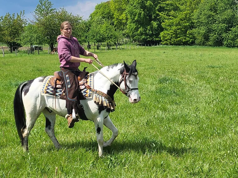 Paint-häst Valack 6 år 152 cm Pinto in Linkenbach