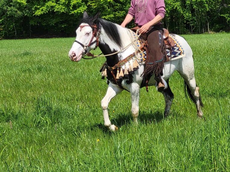 Paint-häst Valack 6 år 152 cm Pinto in Linkenbach
