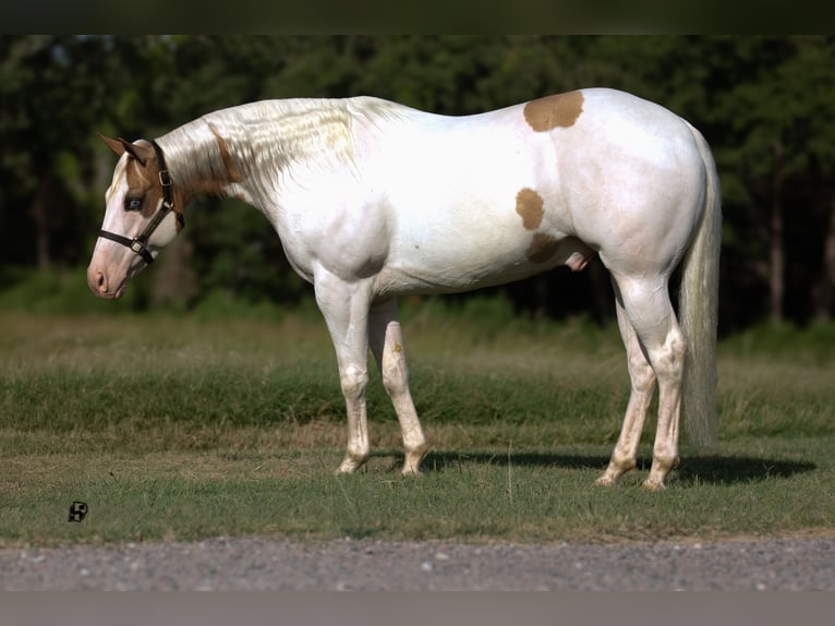 Paint-häst Valack 6 år 152 cm Pinto in Whitesboro, TX