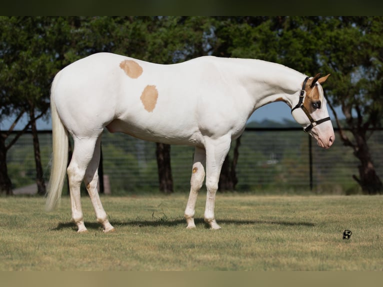 Paint-häst Valack 6 år 152 cm Pinto in Whitesboro, TX