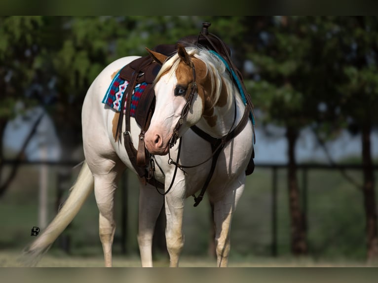 Paint-häst Valack 6 år 152 cm Pinto in Whitesboro, TX