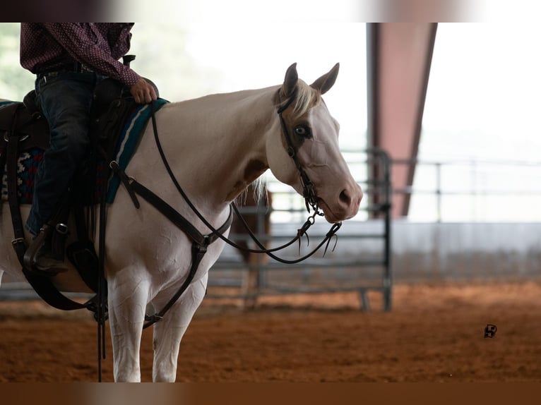 Paint-häst Valack 6 år 152 cm Pinto in Whitesboro, TX