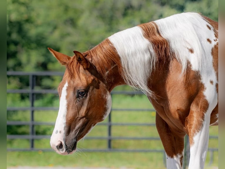 Paint-häst Valack 6 år 152 cm Tobiano-skäck-alla-färger in New Holland, PA