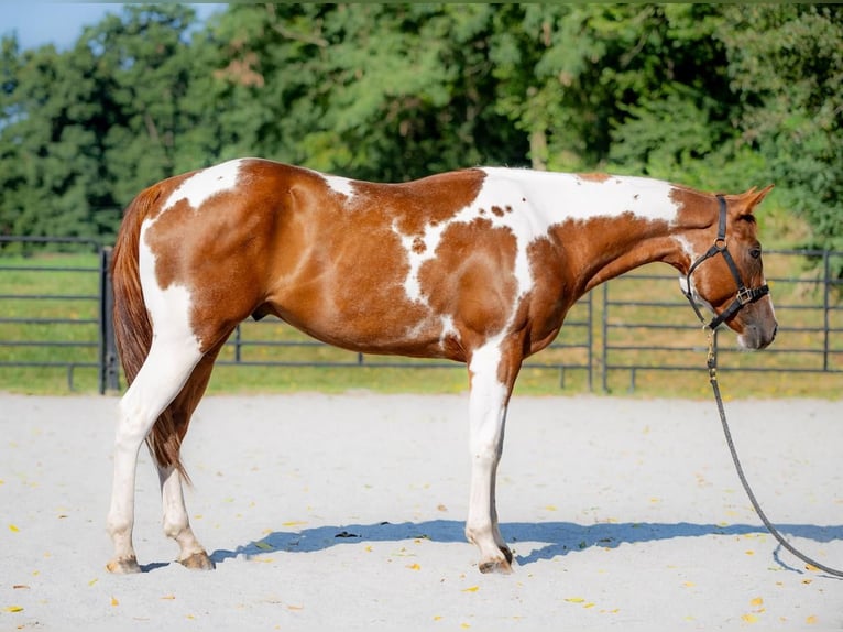 Paint-häst Valack 6 år 152 cm Tobiano-skäck-alla-färger in New Holland, PA