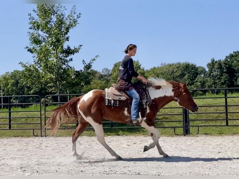 Paint-häst Valack 6 år 152 cm Tobiano-skäck-alla-färger in New Holland, PA