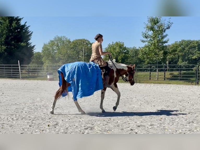 Paint-häst Valack 6 år 152 cm Tobiano-skäck-alla-färger in New Holland, PA