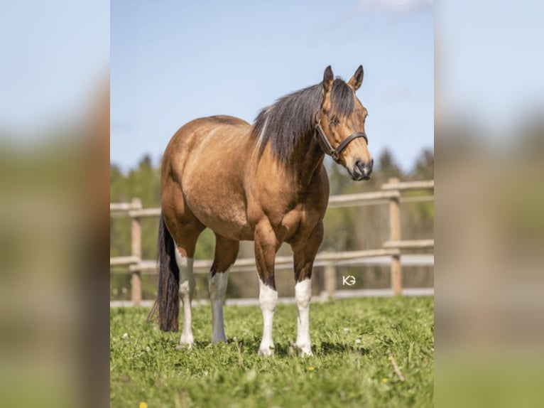 Paint-häst Valack 6 år 153 cm Tobiano-skäck-alla-färger in Freystadt