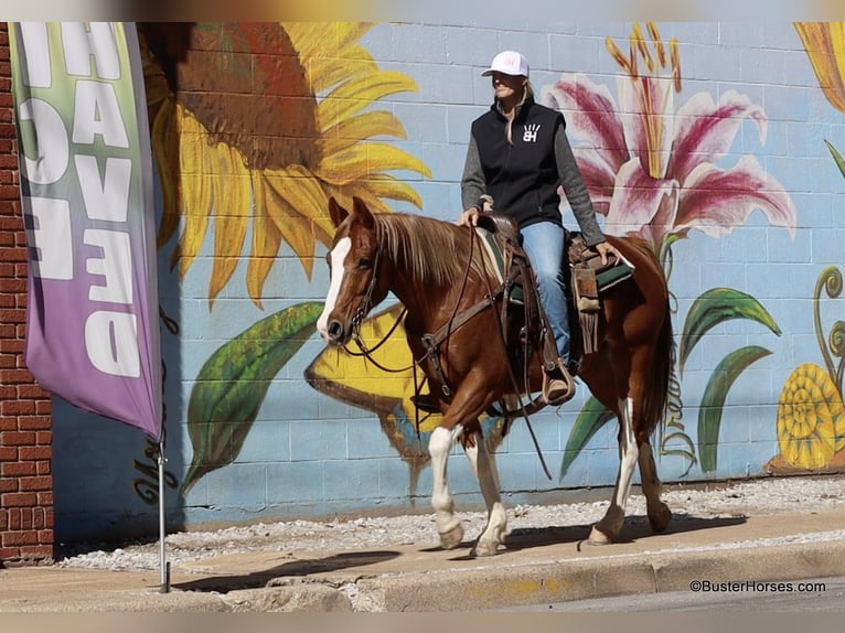 Paint-häst Valack 6 år 155 cm Fux in Weatherford TX