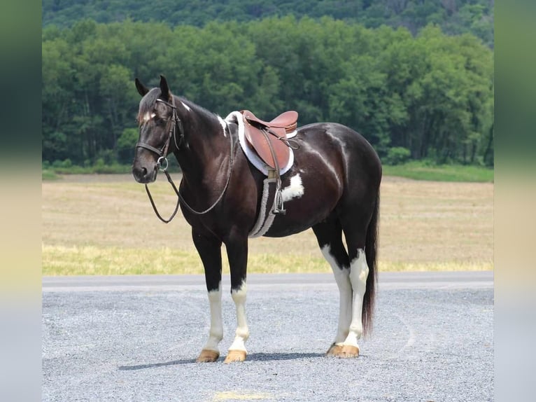 Paint-häst Valack 6 år 155 cm Svart in Rebersburg