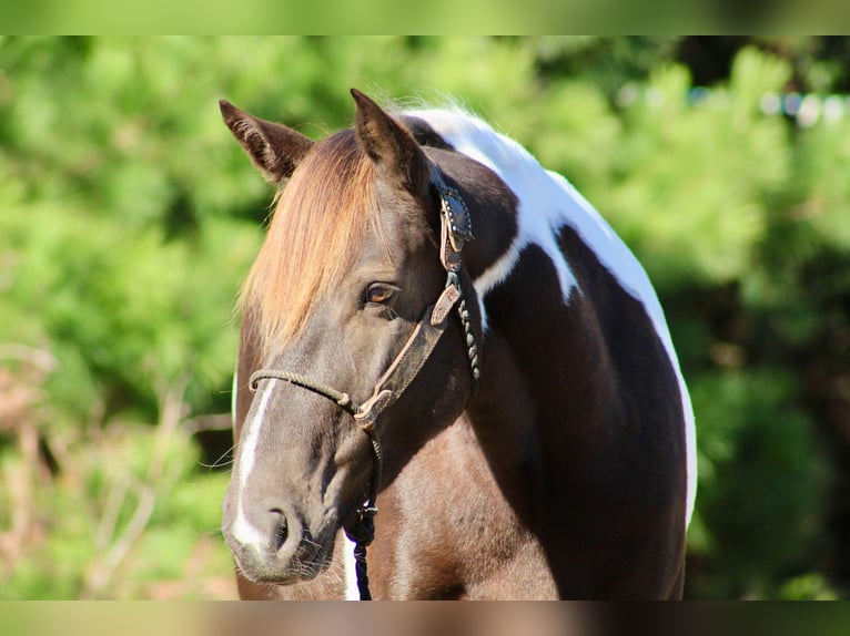 Paint-häst Valack 6 år 155 cm Tobiano-skäck-alla-färger in Canton TX