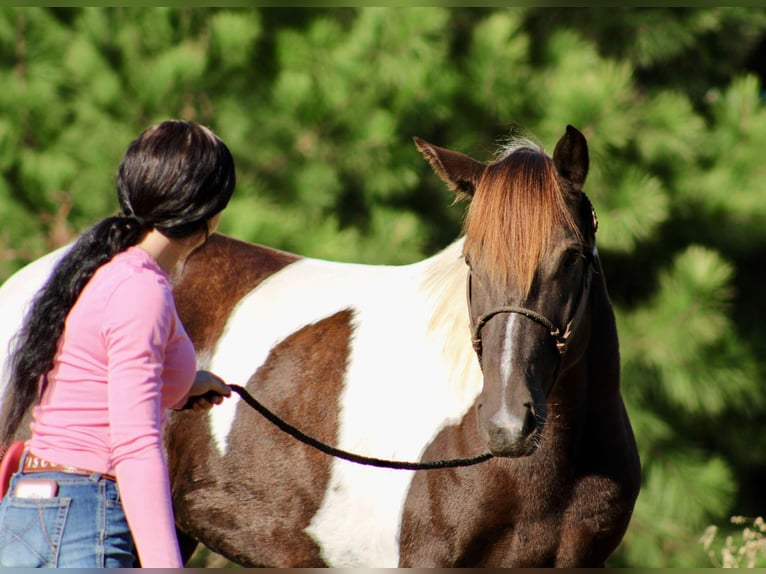 Paint-häst Valack 6 år 155 cm Tobiano-skäck-alla-färger in Canton TX