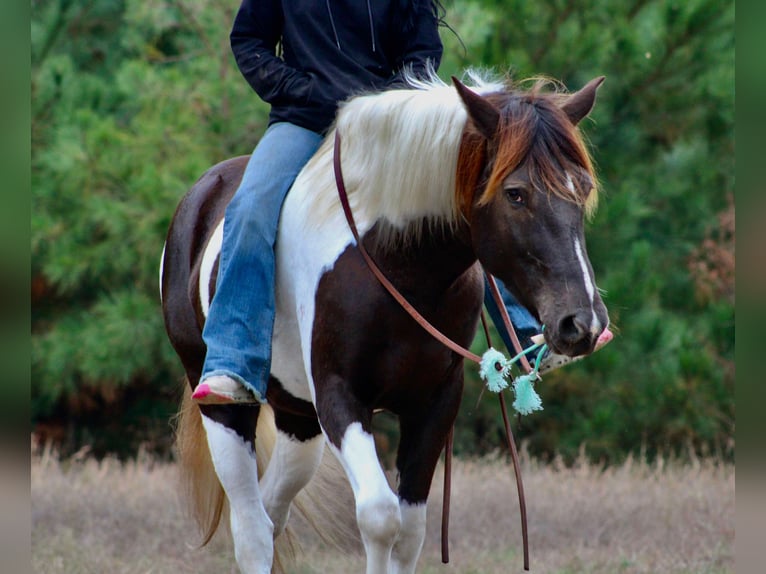 Paint-häst Valack 6 år 155 cm Tobiano-skäck-alla-färger in Canton TX