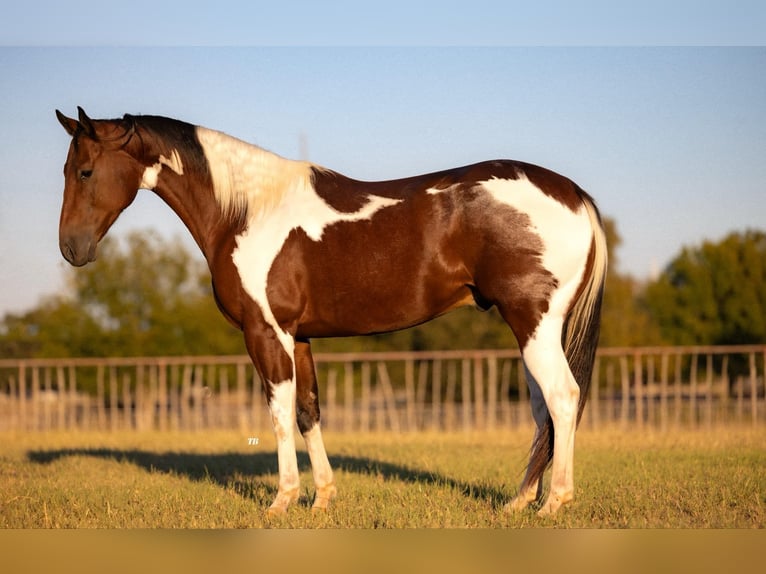 Paint-häst Valack 6 år 155 cm Tobiano-skäck-alla-färger in Weatherford TX