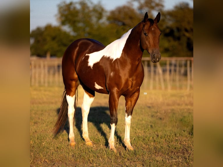 Paint-häst Valack 6 år 155 cm Tobiano-skäck-alla-färger in Weatherford TX