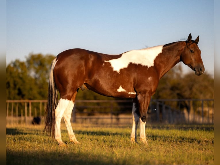 Paint-häst Valack 6 år 155 cm Tobiano-skäck-alla-färger in Weatherford TX