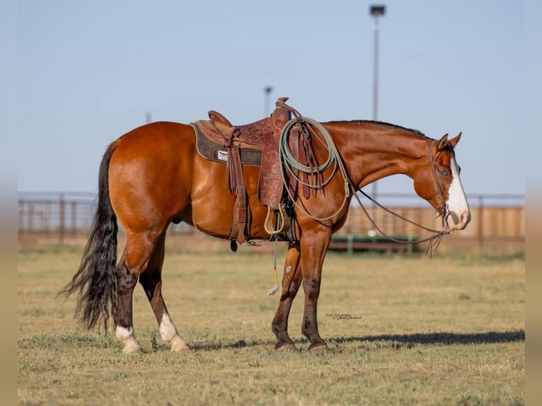 Paint-häst Valack 6 år 157 cm Brun in Canyon, TX