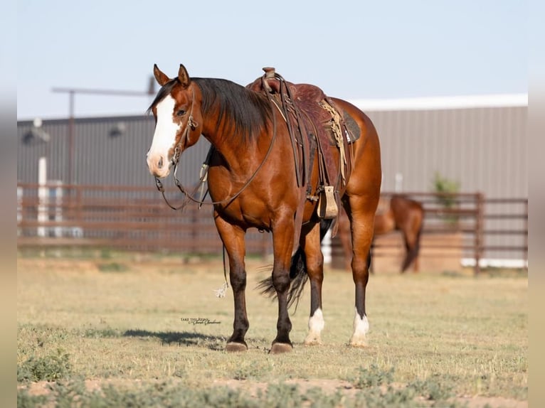 Paint-häst Valack 6 år 157 cm Brun in Canyon, TX